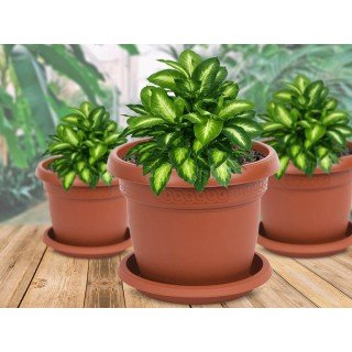 Саксия Далия Ф17 cm. без подложка Саксия Далия Ф17 cm. без подложка
