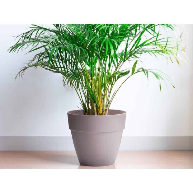 Саксия Gardena с дренаж Ø35cm - Саксия Gardena с дренаж Ø35cm - Саксия Gardena с дренаж Ø35cm в категория